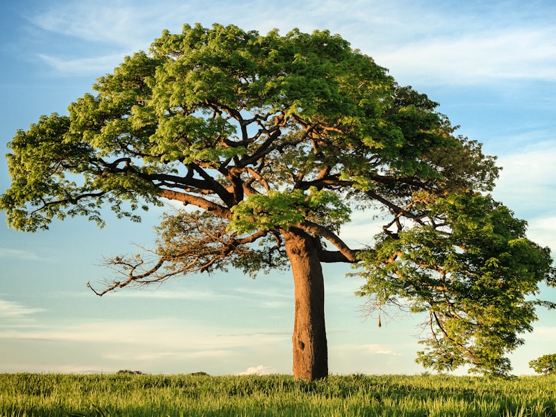 Climate regulation by Aravalli forests